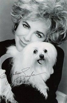 famous-maltese-owned-by-elizabeth-taylor